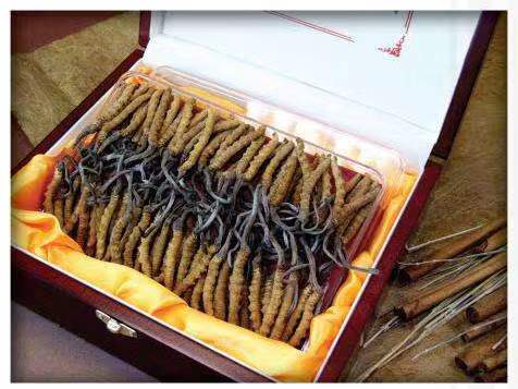 甘德冬虫夏草回收